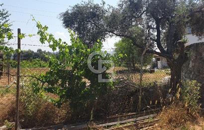 Muğla Yatağan Yeşilbağcılar'da Satılık İçerisinde 2 Ayrı Daire Bulunan 13.929 Metre Kare Tarla