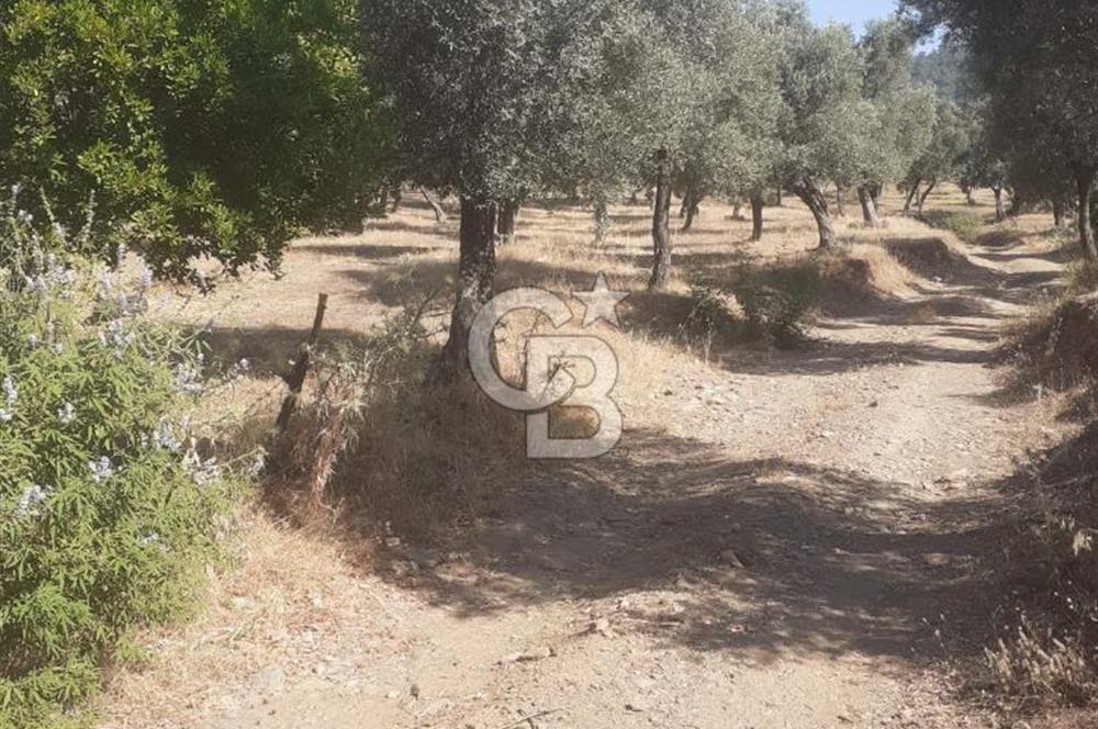 MİLAS.DERİNCE DE SATILIK 2400 M2 ZEYTİNLİK