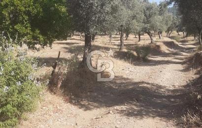 MİLAS.DERİNCE DE SATILIK 2400 M2 ZEYTİNLİK