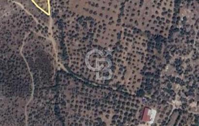 MİLAS.DERİNCE DE SATILIK 2400 M2 ZEYTİNLİK