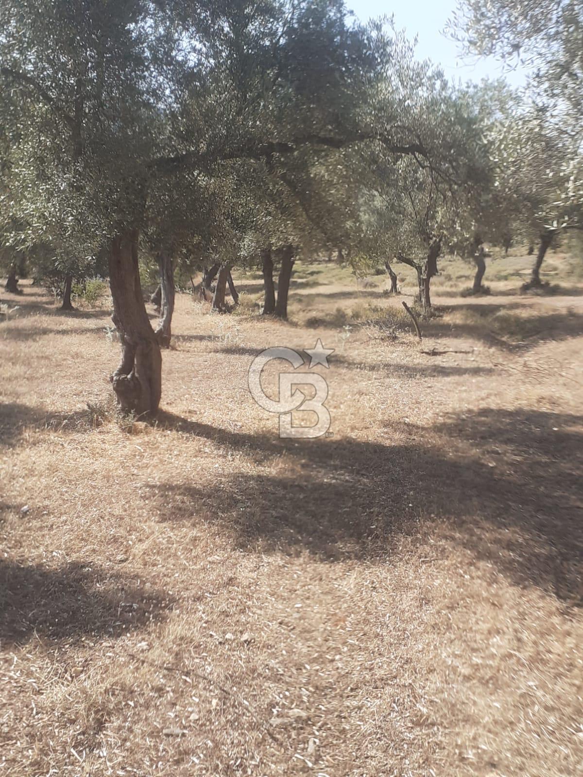 MİLAS.DERİNCE DE SATILIK 2400 M2 ZEYTİNLİK
