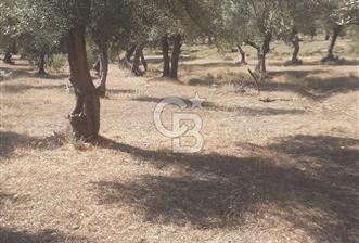 MİLAS.DERİNCE DE SATILIK 2400 M2 ZEYTİNLİK