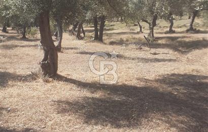 MİLAS.DERİNCE DE SATILIK 2400 M2 ZEYTİNLİK