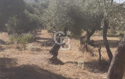 MİLAS.DERİNCE DE SATILIK 2400 M2 ZEYTİNLİK