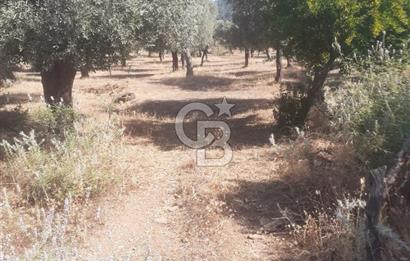 MİLAS.DERİNCE DE SATILIK 2400 M2 ZEYTİNLİK