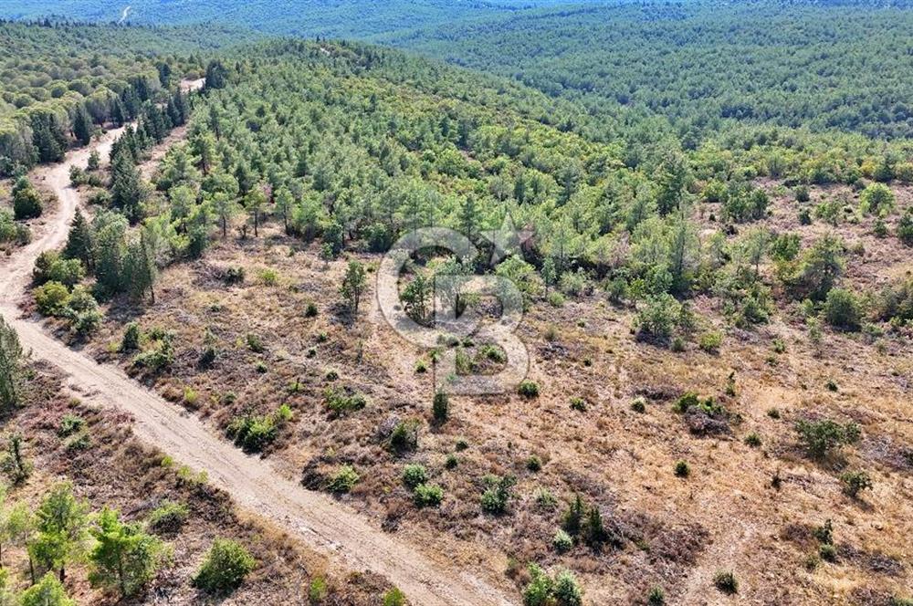EZİNE ÇAMLICA DA MÜKEMMEL FIRSAT ARAZİ