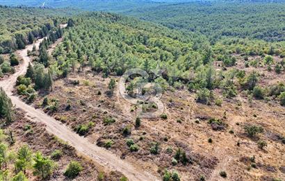 EZİNE ÇAMLICA DA MÜKEMMEL FIRSAT ARAZİ