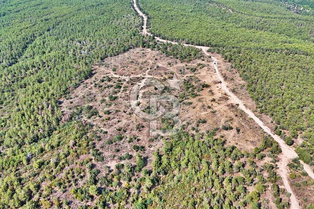 EZİNE ÇAMLICA DA MÜKEMMEL FIRSAT ARAZİ