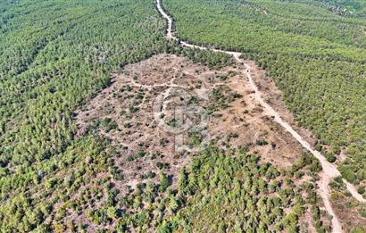 EZİNE ÇAMLICA DA MÜKEMMEL FIRSAT ARAZİ