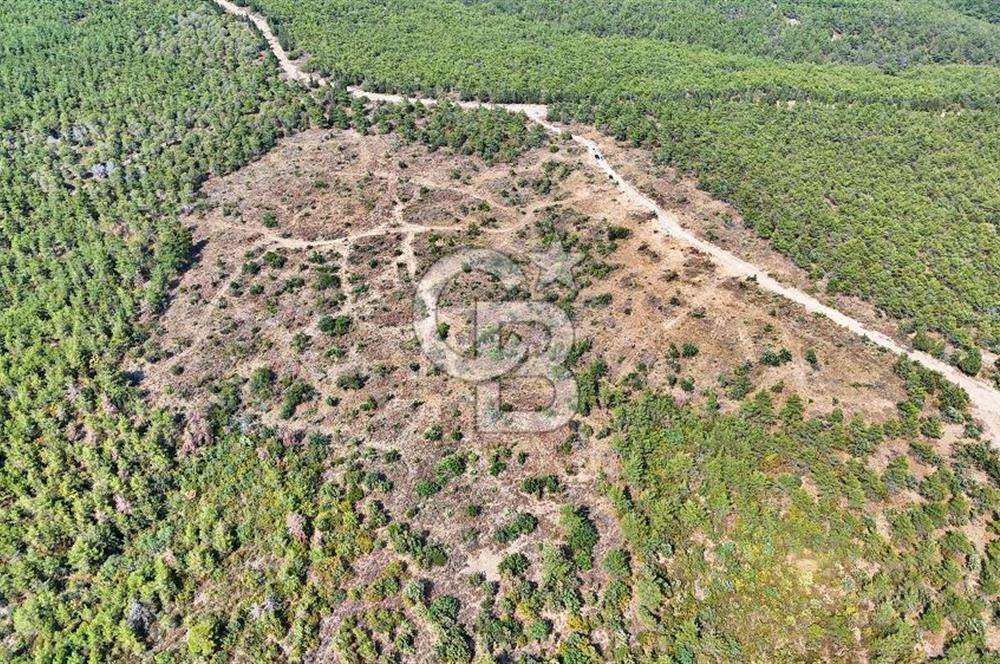 EZİNE ÇAMLICA DA MÜKEMMEL FIRSAT ARAZİ
