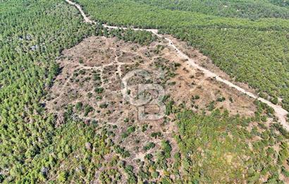 EZİNE ÇAMLICA DA MÜKEMMEL FIRSAT ARAZİ