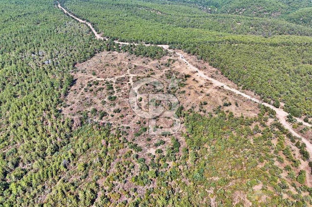 EZİNE ÇAMLICA DA MÜKEMMEL FIRSAT ARAZİ