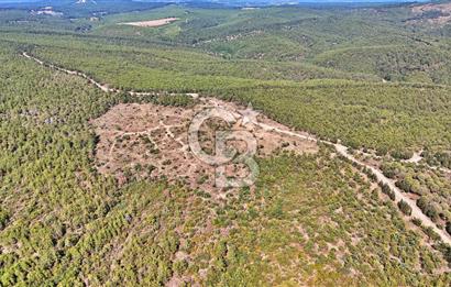 EZİNE ÇAMLICA DA MÜKEMMEL FIRSAT ARAZİ
