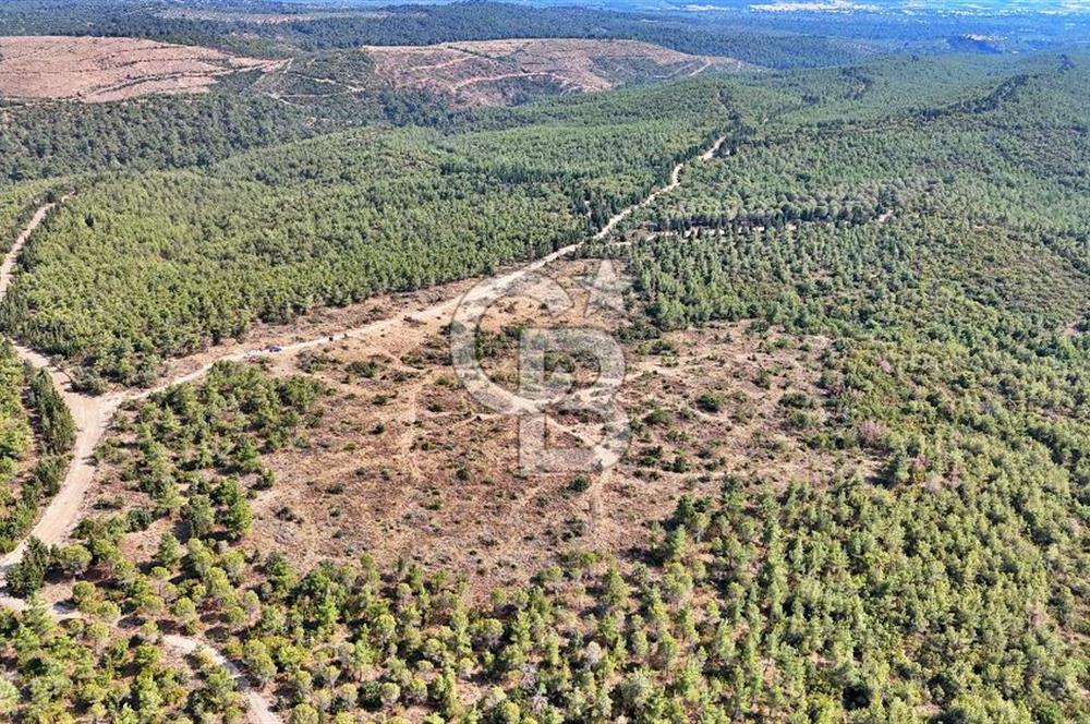 EZİNE ÇAMLICA DA MÜKEMMEL FIRSAT ARAZİ