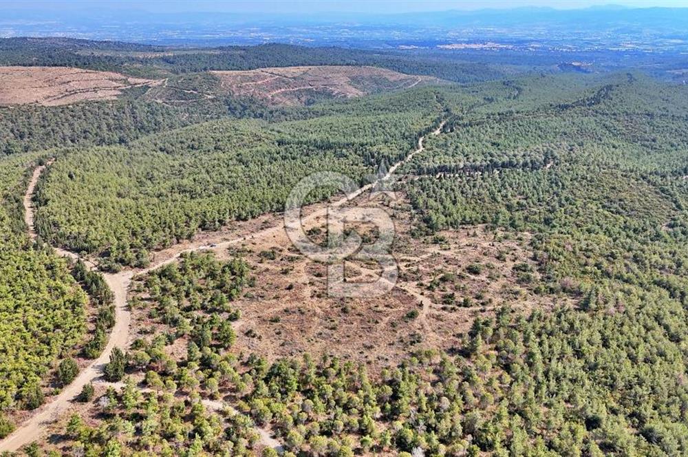 EZİNE ÇAMLICA DA MÜKEMMEL FIRSAT ARAZİ