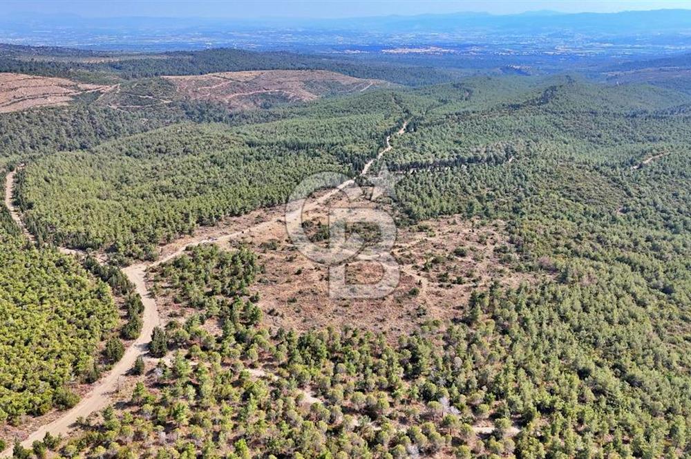 EZİNE ÇAMLICA DA MÜKEMMEL FIRSAT ARAZİ