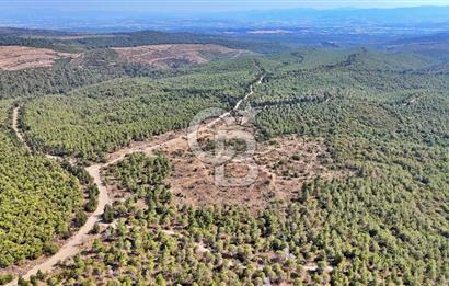 EZİNE ÇAMLICA DA MÜKEMMEL FIRSAT ARAZİ