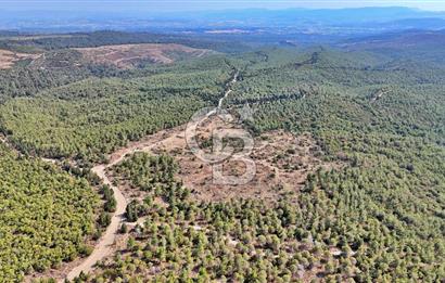 EZİNE ÇAMLICA DA MÜKEMMEL FIRSAT ARAZİ