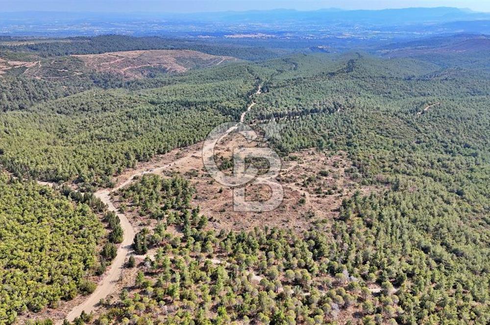 EZİNE ÇAMLICA DA MÜKEMMEL FIRSAT ARAZİ