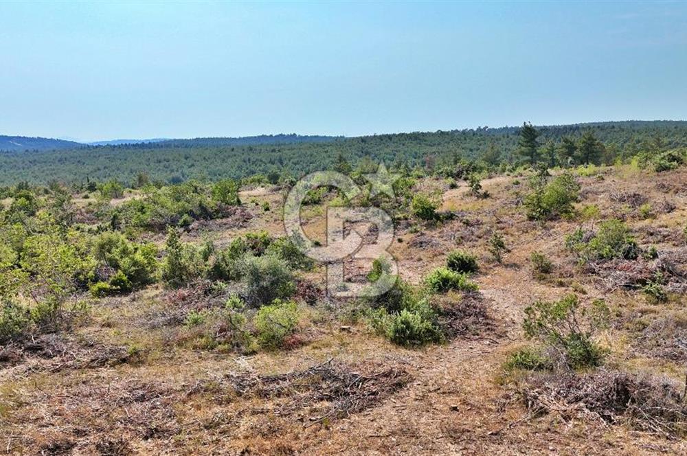 EZİNE ÇAMLICA DA MÜKEMMEL FIRSAT ARAZİ