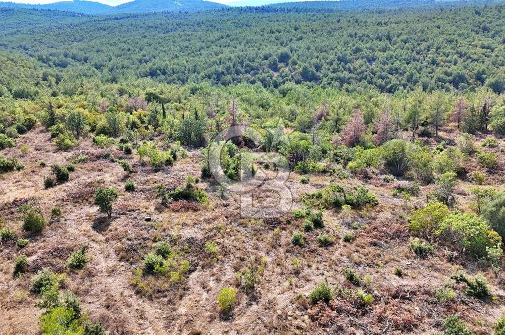 EZİNE ÇAMLICA DA MÜKEMMEL FIRSAT ARAZİ