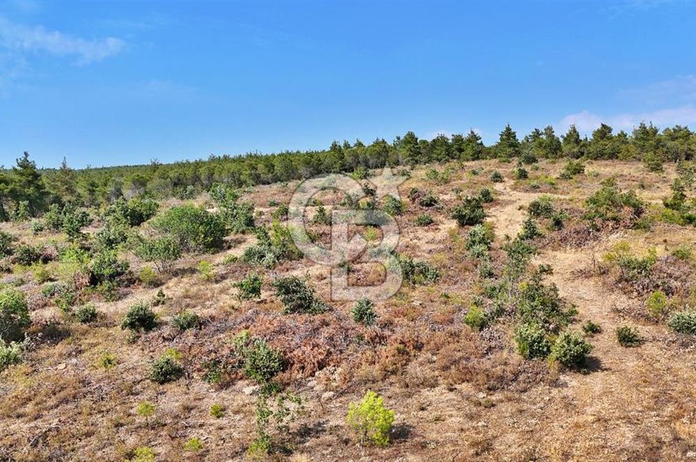 EZİNE ÇAMLICA DA MÜKEMMEL FIRSAT ARAZİ