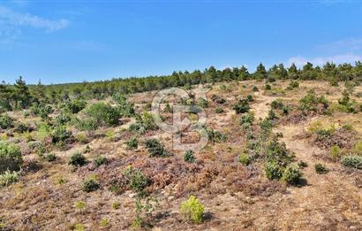 EZİNE ÇAMLICA DA MÜKEMMEL FIRSAT ARAZİ