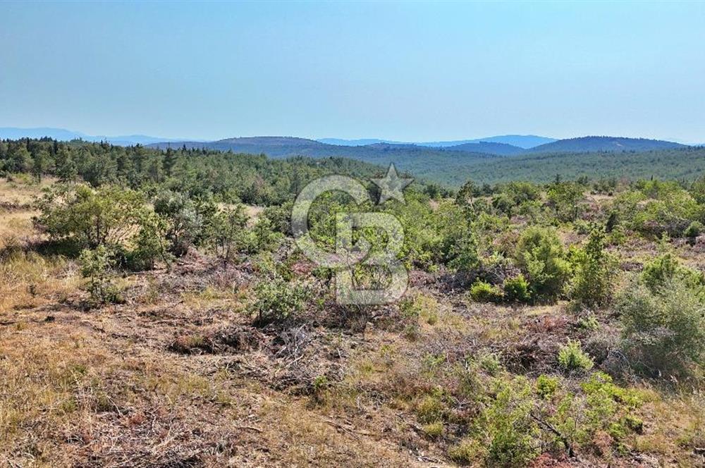 EZİNE ÇAMLICA DA MÜKEMMEL FIRSAT ARAZİ