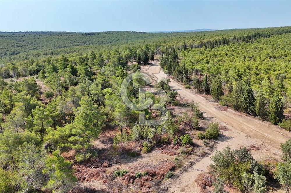 EZİNE ÇAMLICA DA MÜKEMMEL FIRSAT ARAZİ