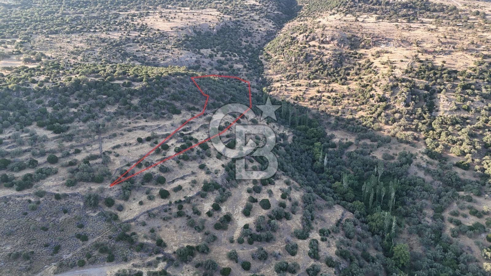 ASSOS'UN İNCİSİ BEKTAŞTA SATILIK ZEYTİNLİK