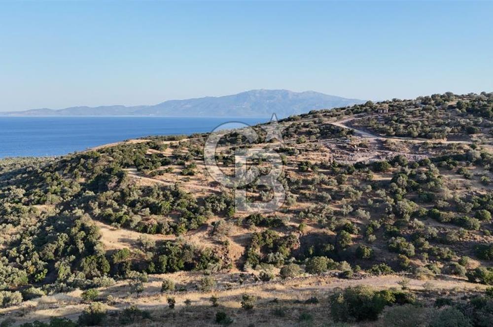 BEKTAŞ'TA SATILIK TARLA AÇIKLAMA OKU
