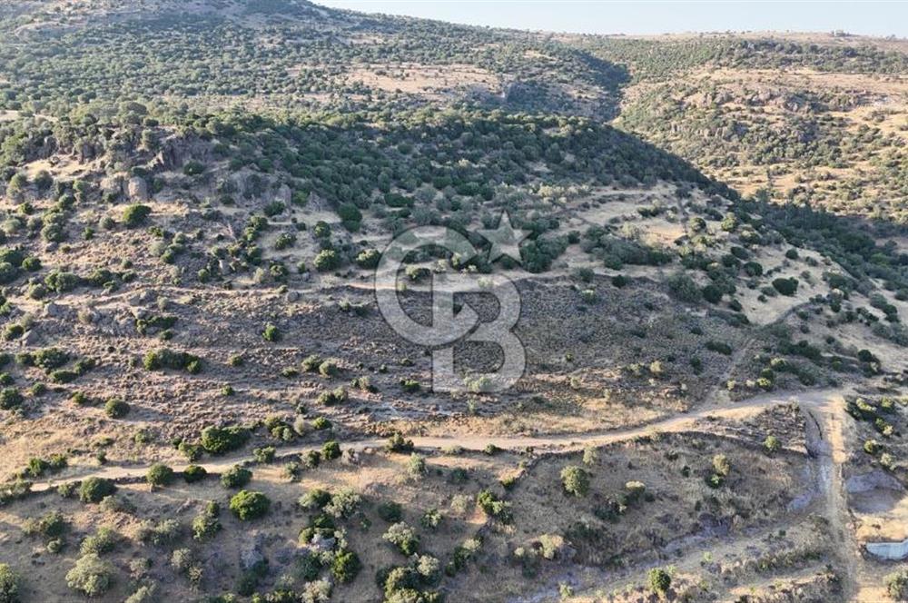 ASSOS'UN İNCİSİ BEKTAŞTA SATILIK ZEYTİNLİK