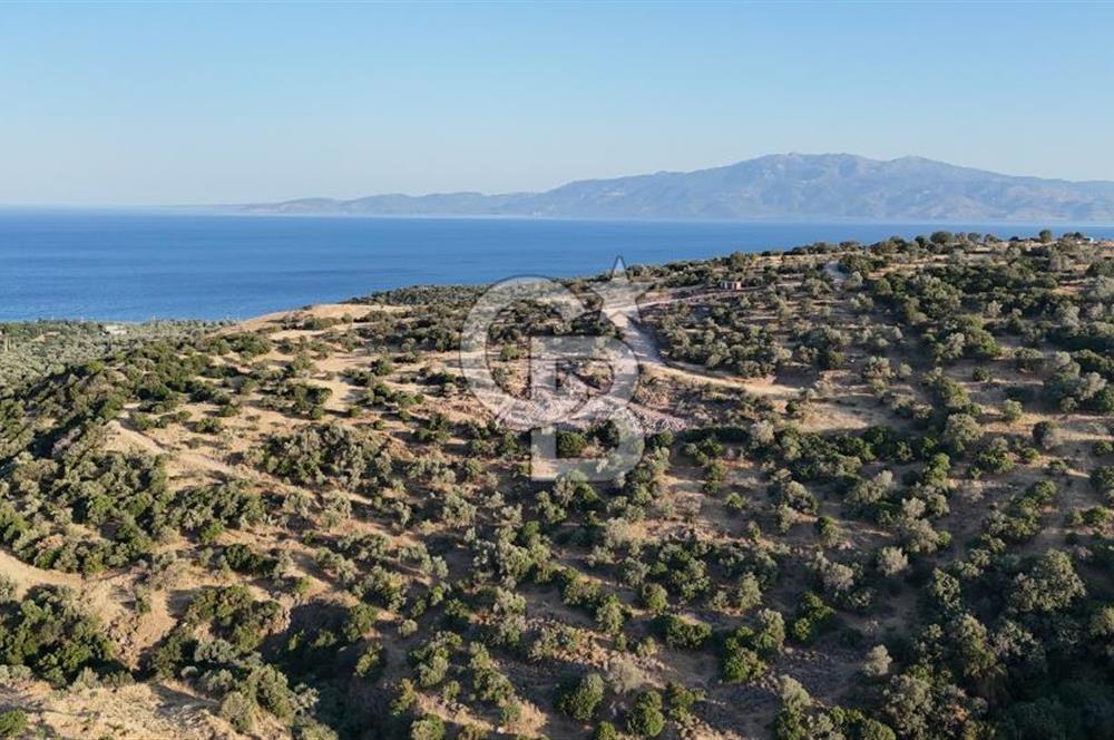 ASSOS'UN İNCİSİ BEKTAŞTA SATILIK ZEYTİNLİK