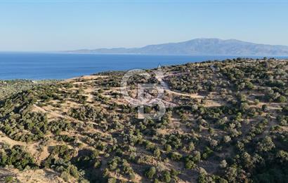 ASSOS'UN İNCİSİ BEKTAŞTA SATILIK ZEYTİNLİK