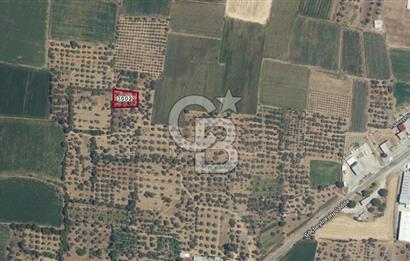 Bergama/Göçbeyli'ye 1 km. 1.056 m2 Müstakil Tapulu Zeytinlik