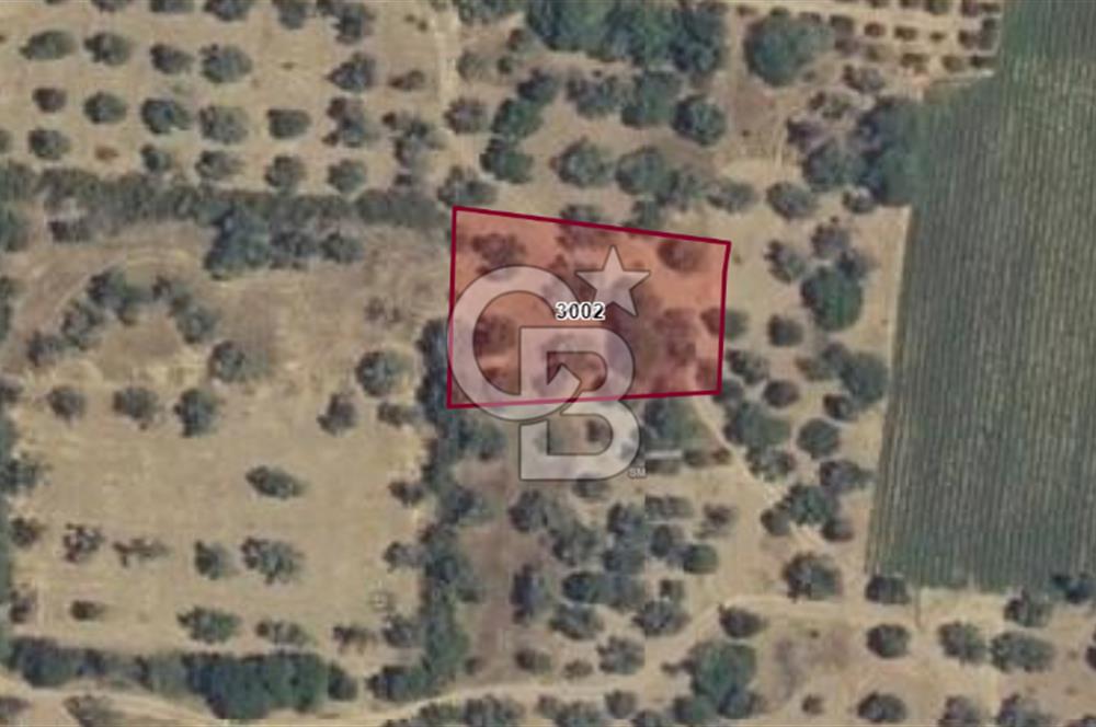 Bergama/Göçbeyli'ye 1 km. 1.056 m2 Müstakil Tapulu Zeytinlik