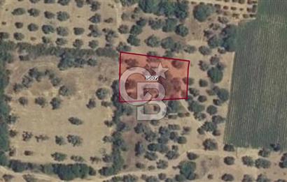 Bergama/Göçbeyli'ye 1 km. 1.056 m2 Müstakil Tapulu Zeytinlik