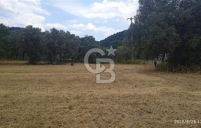 KEMALPAŞA YUKARİKİZİLCA SATILIK ZEYTİNLİ TARLA 35707m2