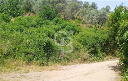 KEMALPAŞA ARMUTLU SATILIK 2765 M2 TEK TAPU BAĞ