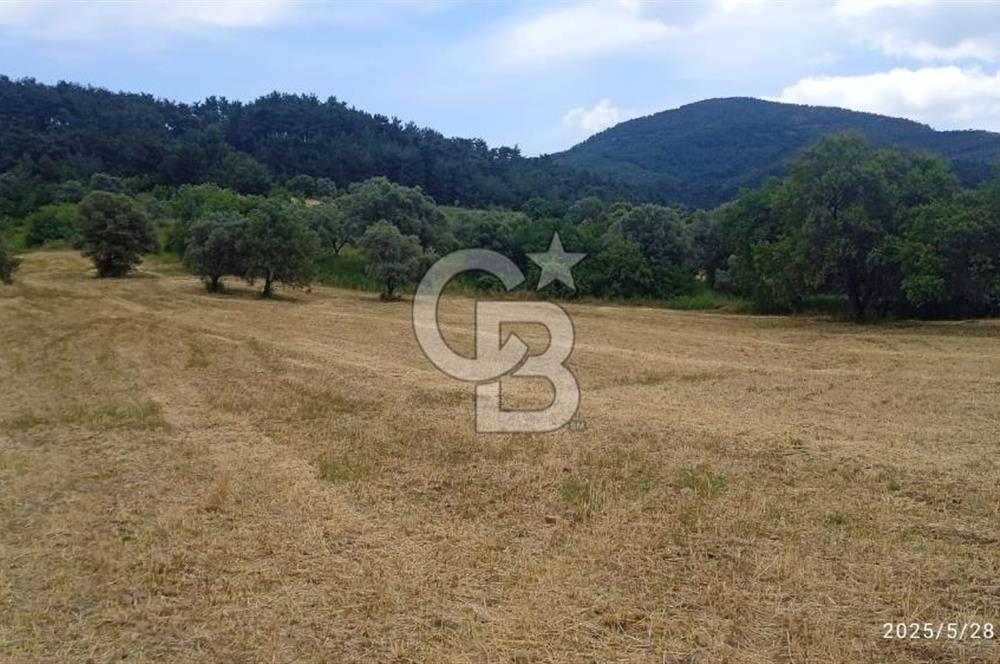 KEMALPAŞA YUKARİKİZİLCA SATILIK ZEYTİNLİ TARLA 35707m2