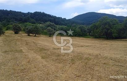 KEMALPAŞA YUKARİKİZİLCA SATILIK ZEYTİNLİ TARLA 35707m2