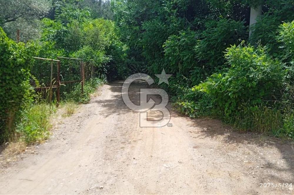 KEMALPAŞA ARMUTLU SATILIK 2765 M2 TEK TAPU BAĞ