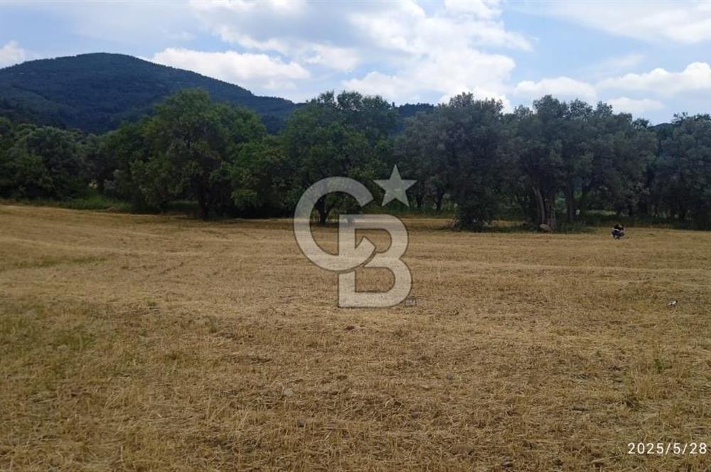 KEMALPAŞA YUKARİKİZİLCA SATILIK ZEYTİNLİ TARLA 35707m2