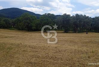 KEMALPAŞA YUKARİKİZİLCA SATILIK ZEYTİNLİ TARLA 35707m2