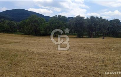 KEMALPAŞA YUKARİKİZİLCA SATILIK ZEYTİNLİ TARLA 35707m2