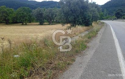 KEMALPAŞA YUKARİKİZİLCA SATILIK ZEYTİNLİ TARLA 35707m2