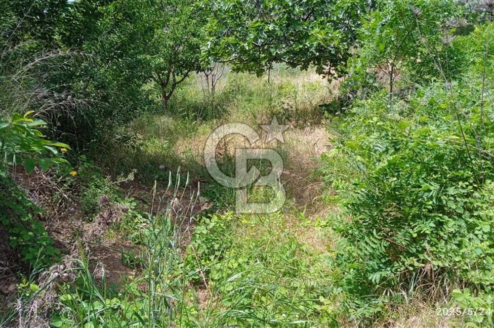 KEMALPAŞA ARMUTLU SATILIK 2765 M2 TEK TAPU BAĞ