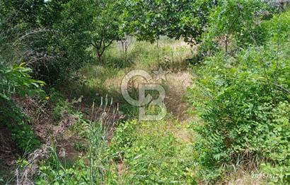 KEMALPAŞA ARMUTLU SATILIK 2765 M2 TEK TAPU BAĞ