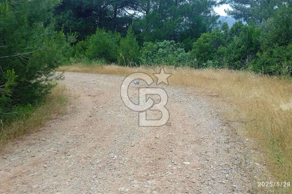 Kemalpaşa Yeşil köy Ovasinda Satılık Bağ 7798 m2