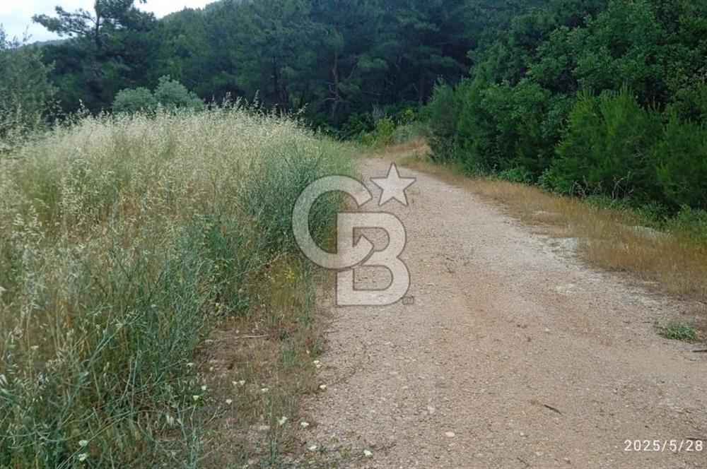 Kemalpaşa Yeşil köy Ovasinda Satılık Bağ 7798 m2